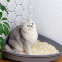 猫の便秘を軽く見てはダメ！猫に多い『巨大結腸症』原因や症状、予防法を解説