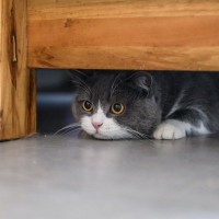 猫の『ストレス源』になってしまうもの4選　精神的負担が限界になると…