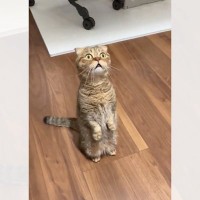 絶対ナニかいる…ドキドキ顔の猫さんは「見てはいけないものを見てしまった！？」