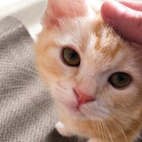 愛猫の寿命を延ばす『環境作り』5つのポイント　長く一緒にいるために気をつけたいこととは