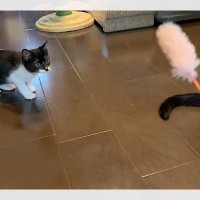 一旦興味ないフリからのフェイントに一同驚愕！狩り上手な子猫さんが注目を集める