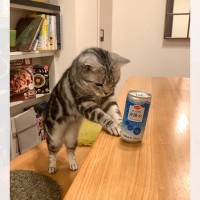 「どうぞどうぞ♪」丁寧に『炭酸水をすすめる』猫さんが話題！素敵なおもてなしに4.9万いいね♪