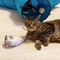 『人に甘えない元野良猫』がおもちゃに近寄った結果…"まさかの行動"をとる姿が可愛すぎると1万1000再生「ほっこり」「可愛い…」