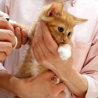 子猫を『病院』に連れていった結果…注射後に見せた『愛おしすぎる姿』が42万4000再生の大反響「偉い偉い」「がんばったね」の声