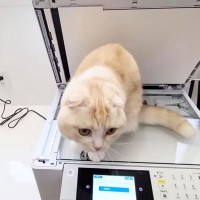 『コピー機を占領して動かない猫』そのままコピーしてみたら…まさかの印刷結果に爆笑！10.6万再生「ツボるｗ」「額にいれて飾るべきｗ」