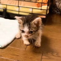 自力で歩けない『ボロボロの子猫』を保護して３日目…まさかの瞬間が感動的すぎると24万再生「一生懸命な姿に涙」「未来は明るい」の声