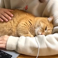 猫はいつも一緒に寝ているママが『徹夜』していたら…まさかの行動が『天使すぎる』と97万再生「本当に愛おしい」「相思相愛だね」の声