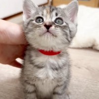 ご飯を食べた赤ちゃん猫…『ごちそうさまの報告』が天使すぎると40万再生の大反響「あぁたまらん」「マジで癒やされた」と悶絶の声