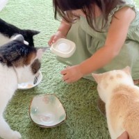 猫に1歳児が『初めてご飯をあげた』結果…素敵な『気遣い』に感動すると12万再生「優しくてほっこりした」「既に信頼関係が」の声