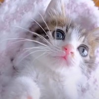 子猫が全く寝ないので『子猫巻き』してみた結果…『天使すぎる反応』が844万再生「胸がきゅぅぅと締まる感覚に」「耐えられなかった」