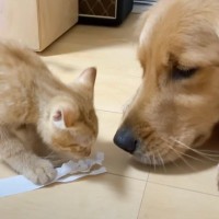 『大型犬と一緒に育った子猫』約１年が経過したら…まさかの変化が微笑ましすぎると14万再生「段々とｗｗ」「優しさに感動した」の声