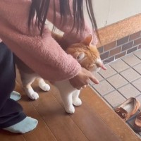 父が出張で帰らない日『猫を隠し撮り』してみたら…家族思いな姿が感動的すぎると145万再生「素敵な家族」「大好きなんだね」の声