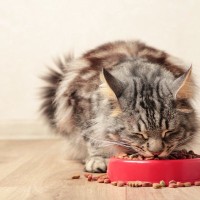 猫の理想的な『食事場所』とは？環境を整える際に気をつけるべきポイント4つ