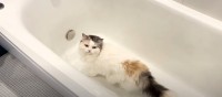 お水を求めて探検するはずが…大嫌いな場所に行ってしまう猫ちゃん