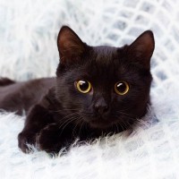 もうすぐ『黒猫感謝の日』！神秘的な『黒猫』の魅力3選　記念日の由来や性格の傾向、トリビアまで