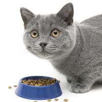 『食べることがヘタな猫』もいる！考えられる5つの原因　器や食べさせ方を変えたら改善できる？