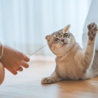 猫を虜にさせる『猫じゃらしの使い方』3つのポイント　ただ振るだけじゃつまらない！