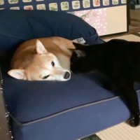 柴犬に『シャイな黒猫』がとった行動…まさかの『チャレンジ』が尊すぎると39万再生「迷ってるの可愛い」「ときめいた」の声