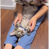 少女が『子猫のことを撫でた』結果…嘘のような『数秒後の様子』に驚きが隠せないと229万再生「魔法使いｗ」「レベル高くて草」爆笑の嵐