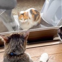 野良猫と家猫が『ガラス越しに仲良くなった』結果…1年後の光景に涙が止まらないと97万再生「素敵な話」「胸がジーンと」と感動の声