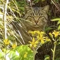 『庭にきた野良猫』に話しかけてみたら…突然の出会いから『涙の結末』が225万再生「素敵な話」「温かい気持ちになった」と感動の声