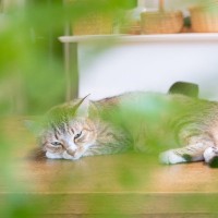 猫が突然『塩対応』になった…なぜ？考えられる3つの原因　気まぐれ？それとも嫌われた？