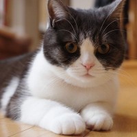 猫は本当に『飼いやすい』？そう言われる4つの理由と、実際に暮らすなら気をつけるべきこと