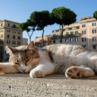 神殿暮らしの猫たち？！ローマ帝国の歴史的な遺跡は「猫たちのシェルター」イタリア