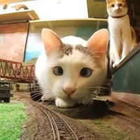 保護猫たちが鉄道ジオラマの街へ…走る電車が『脱線しまくる様子』が微笑ましすぎると反響続々「食べそうな勢いｗ」「ニャジラだ」の声