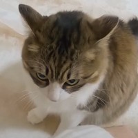 保護猫が飼い主のお出かけを『察知』した結果…『激おこ』で阻止する姿が可愛すぎると1万1000再生「遅刻だｗ」「タックルｗ」