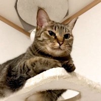 猫のお腹を下から触ろうとした結果…まさかの『拒否方法』が面白すぎると45万表示「心の声が聞こえてきたｗ」「好きｗ」の声