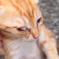 目を怪我していた『茶トラの子猫』を連れて帰ったら…心温まる『成長後の光景』に涙する人続出「胸が熱くなった」「嬉しすぎて泣いた」