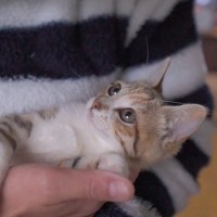 眠れない子猫にパパが『子守唄』を歌った結果…まさかの展開に爆笑する人続出「予想外で笑った」「ナウシカで吹いた」と10万再生