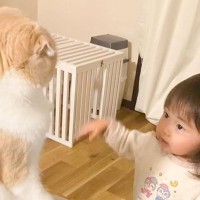 猫に女の子が『ばんざい』してみた結果…まさかの『シンクロ』が可愛すぎると23万再生「通じ合ってる」「かわいいい」の声