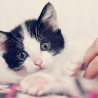 猫にも『くすぐったい』という感覚はある？足の裏やワキ…人とは違う感覚？