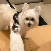 猫が『トリミングから帰ってきた犬』を見た結果…まさかの『可愛すぎるケツ末』が31万再生「尊いっっ」「安心するのかな」と悶絶の声