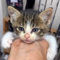 "天使みたいな子猫"が『抱っこ』を覚えた結果…微笑ましすぎる光景が108万再生の大反響「はい可愛い！！」「ようこそ ニャンコ沼へ」の声