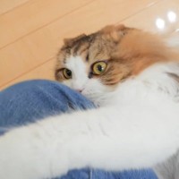 猫が『動物病院帰りのママの匂い』嗅いだら…予想外の行動が可愛すぎると14万4000再生「厳しすぎて笑う」「クンクンしまくってて草」