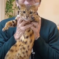 猫たちが『実家から来た父』に見せた反応…可愛すぎる『大ブーイング』が45万再生の大反響「おもいっきし笑った」「お腹痛い」の声