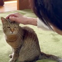 元野良猫が『大好きなばぁばとの別れ』で見せた反応…尊すぎる『挨拶の様子』が4万7000再生の反響「涙がでた」「寂しくなるね」