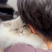 『抱っこ苦手な猫』をパパが抱っこしていたら…『ママに見せた表情』が面白すぎると148万表示「たしゅけてー」「頑張ったねｗ」の声