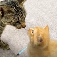 保護子猫を『全く関係のないママ猫』に預けてみたら…まさかの反応が103万再生の大反響「器のデカさが半端ない」「涙がでた」の声