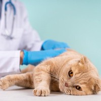 猫に『不妊手術』をさせたほうがいい3つの理由　猫の心身の健康によい点も