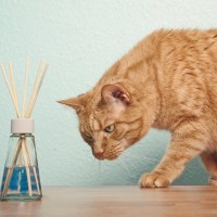 猫のいる場所で『消臭剤』を使っても大丈夫？　使ってはいけないタイプや選ぶ際のポイント