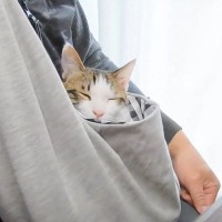 甘えん坊な猫のために『抱っこ袋』用意した結果…まさかの赤ちゃんすぎる光景が24万5000再生「可愛すぎ」「愛されてるのが伝わる」