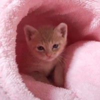 飼い主と目が合った子猫…『ヨチヨチと歩いてくる様子』が可愛すぎると69万再生「荒んだ心が癒される」「よっぽど好きなのかな」の声