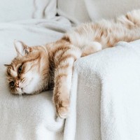 猫の『常同行動』って何？愛猫がストレスの限界を迎えているサインかも