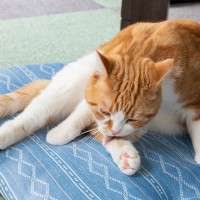 『体調が悪い猫』に共通する5つの特徴　口で言えない猫の“ツライよ”サインとは