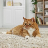 猫がいる部屋の『カーペット選び』6つのポイント　選ばないほうがいいタイプも紹介