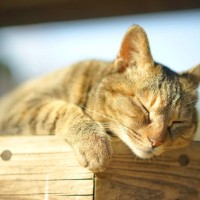 猫の飼い主の『モラルがない問題行動』5つ　周囲とのトラブル必至の迷惑行為、あなたは大丈夫？